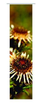 Silberdistel auf einer Gardine, Schiebegardine modern,